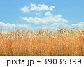 麦の穂 39035399