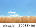 麦の穂 39035400