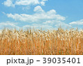 麦の穂 39035401
