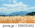 麦の穂 39035402