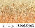 麦の穂 39035403