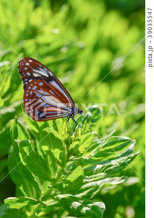 アサギマダラとスナビキソウ アサギマダラとスナビキソウ 39035547
