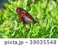 アサギマダラとスナビキソウ 39035548