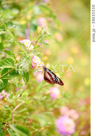 アサギマダラと花 アサギマダラと花 39035550