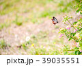 アサギマダラと花 39035551