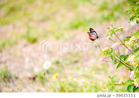 アサギマダラと花 39035551