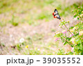 アサギマダラと花 39035552