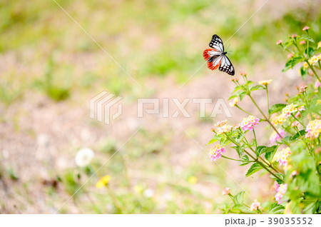 アサギマダラと花 アサギマダラと花 39035552