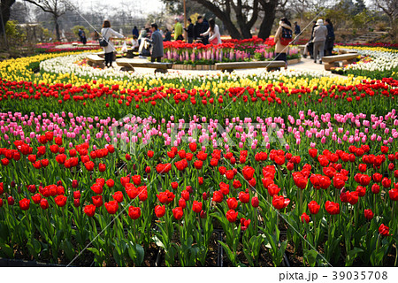 チューリップ咲くあしかがフラワーパーク 39035708