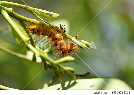 生き物 昆虫 オキナワドクガ、幼虫です。名前の通り沖縄在住。ゴマフリドクガと同種との説があります 生き物 昆虫 オキナワドクガ、幼虫です。名前の通り沖縄在住。ゴマフリドクガと同種との説があります 39035813