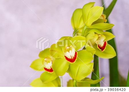 シンビジウム・緑色の花 シンビジウム・緑色の花 39036420