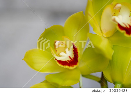 シンビジウム・緑色の花 シンビジウム・緑色の花 39036423