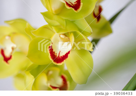 シンビジウム・緑色の花 シンビジウム・緑色の花 39036433