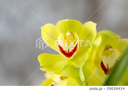 シンビジウム・緑色の花 シンビジウム・緑色の花 39036434