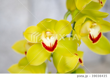 シンビジウム・緑色の花 シンビジウム・緑色の花 39036435