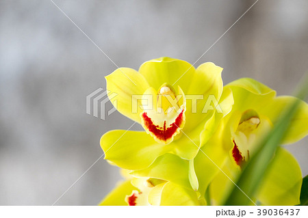 シンビジウム・緑色の花 39036437