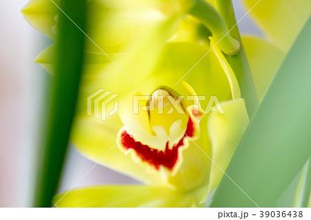 シンビジウム・緑色の花 シンビジウム・緑色の花 39036438
