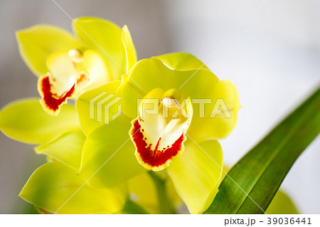シンビジウム・緑色の花 シンビジウム・緑色の花 39036441