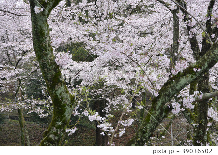 満開の桜 39036502
