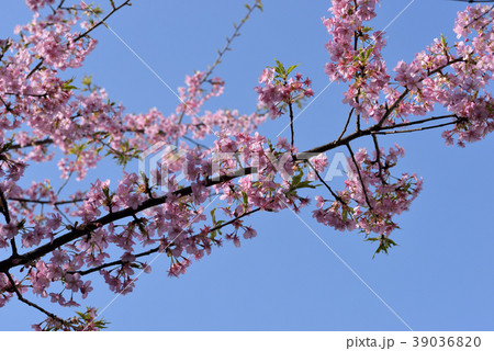 河津桜 河津桜 39036820