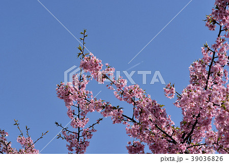 河津桜 河津桜 39036826
