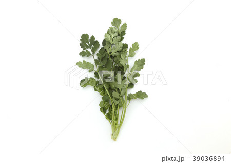 パクチー 39036894