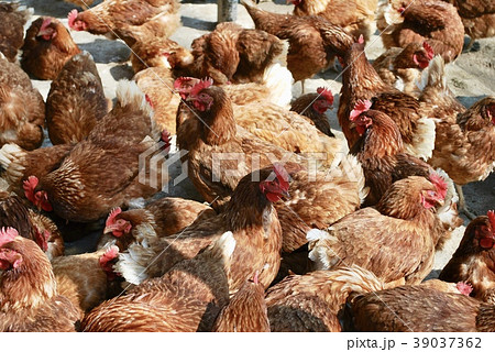 鶏の群れ 39037362