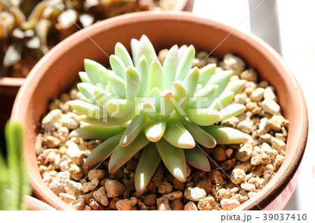 セデベリア／樹氷 39037410