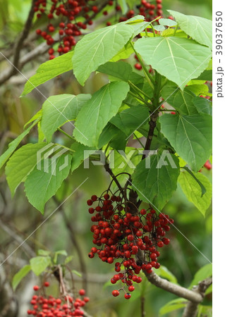 自然 植物 イイギリ、落葉高木と言われますが沖縄では葉が落ち切らない? 自然 植物 イイギリ、落葉高木と言われますが沖縄では葉が落ち切らない? 39037650