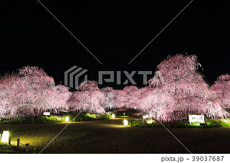 しだれ梅のライトアップ（鈴鹿の森庭園） 39037687