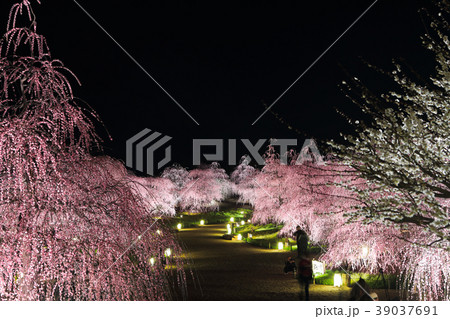 しだれ梅のライトアップ 鈴鹿の森庭園 の写真素材 しだれ梅のライトアップ 鈴鹿の森庭園 の写真素材