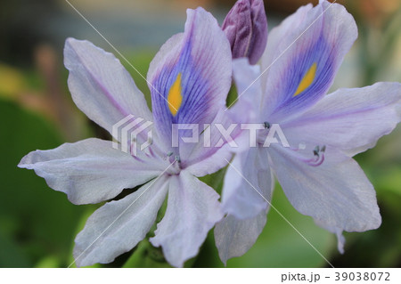 ほていあおい 39038072