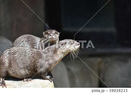 コツメカワウソ・ペア コツメカワウソ・ペア 39038215