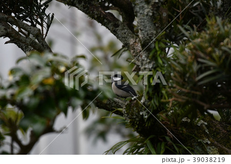 シジュウカラ・止まり木 39038219