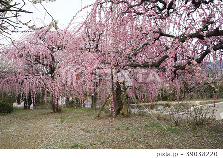 梅・しだれ梅 梅・しだれ梅 39038220