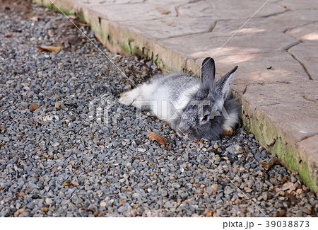 Cute relaxing Rabbit with nature background Cute relaxing Rabbit with nature background 39038873