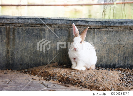 Cute relaxing Rabbit with nature background 39038874