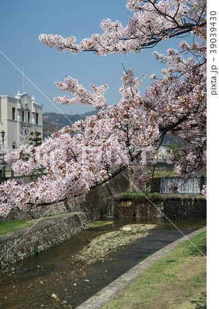 芦屋川の桜 39039430