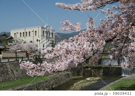 芦屋川の桜 39039431