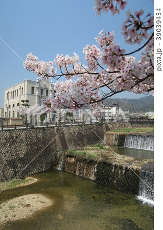 芦屋川の桜 39039434