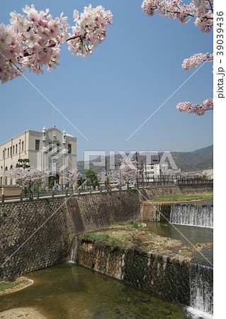 芦屋川の桜 39039436