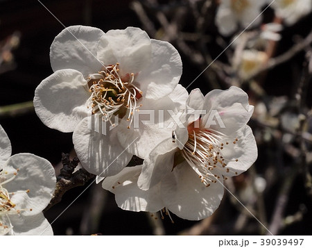 白梅の花 梅の花 白梅 白梅の花 梅の花 白梅 39039497