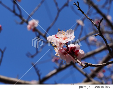 梅の花 紅冬至 梅 梅の花 紅冬至 梅 39040105