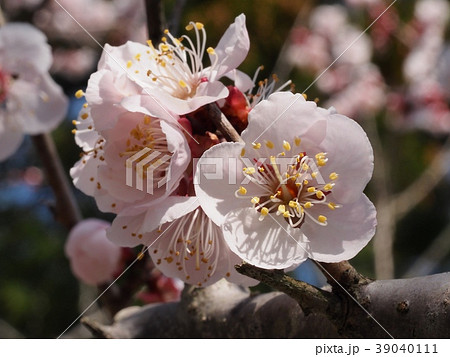 梅の花 紅冬至 梅 梅の花 紅冬至 梅 39040111
