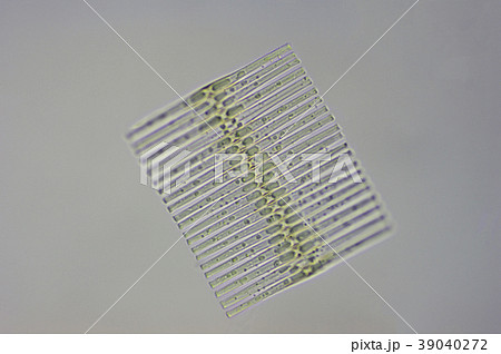 オビケイソウ オビケイソウ 39040272