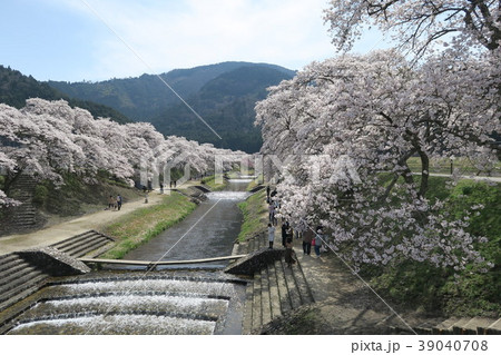 鮎河千本桜 39040708