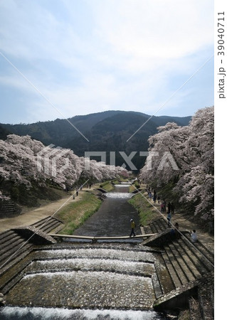 鮎河千本桜 39040711