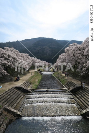 鮎河千本桜 39040712