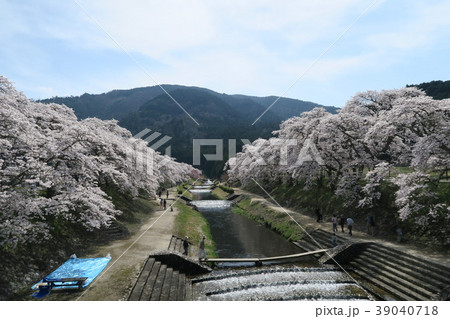 鮎河千本桜 39040718
