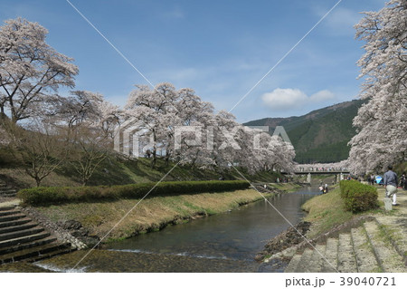 鮎河千本桜 鮎河千本桜 39040721